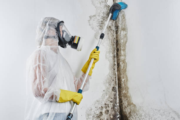 Mold Documentation for Insurance Claims in Williams, OR